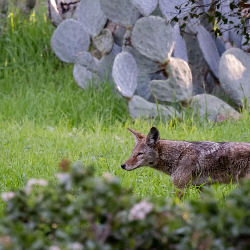 Your Yard Has Prey