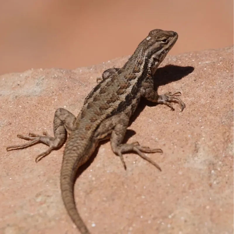 Your Yard Has Prime Basking Spots Your Yard Has Prime Basking Spots
