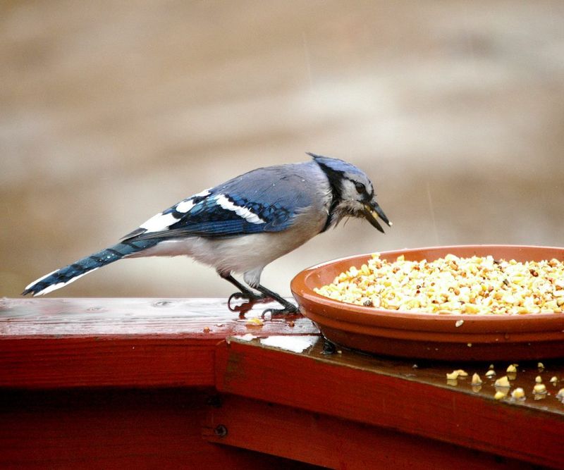 Your Yard Has Reliable Food