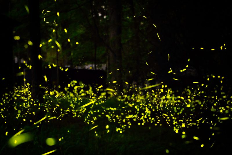 Your Yard Has The Darkness They Need Your Yard Has The Darkness They Need