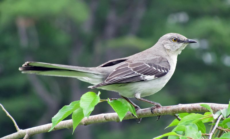 Your Yard Has The Open Habitat They Like Your Yard Has The Open Habitat They Like