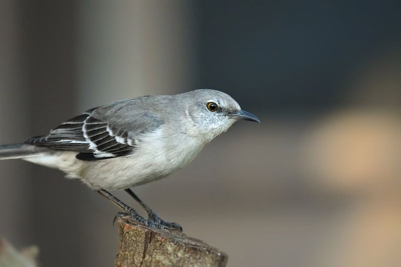 Your Yard Has Useful Perches Your Yard Has Useful Perches