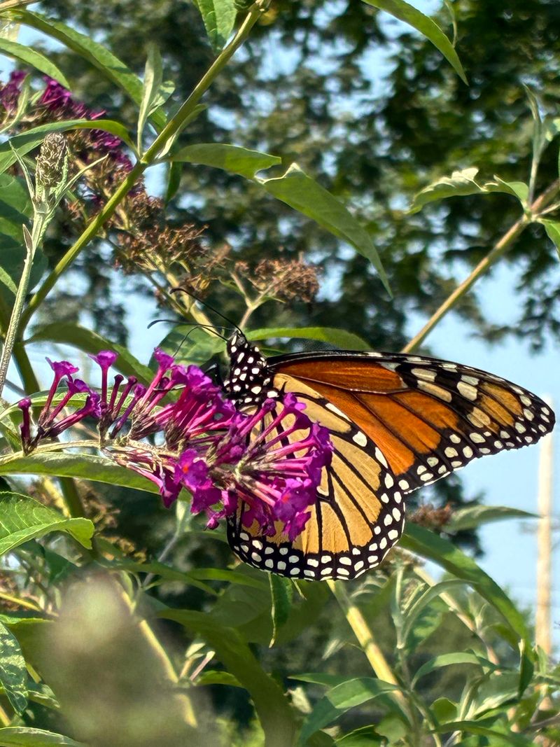 Your Yard May Be On A Monarch Travel Route