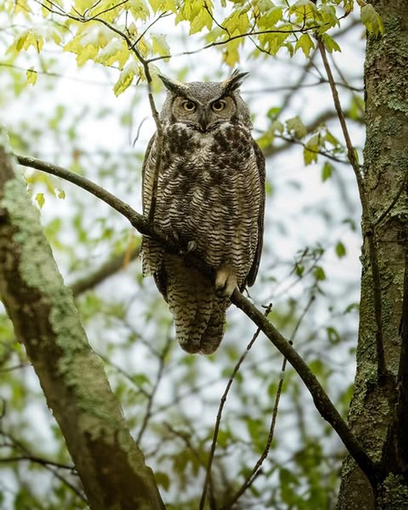 Your Yard May Be Part Of Its Hunting Route Your Yard May Be Part Of Its Hunting Route