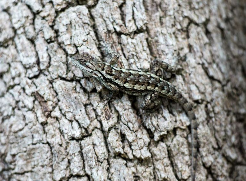 Your Yard May Have A Healthier Food Web Your Yard May Have A Healthier Food Web