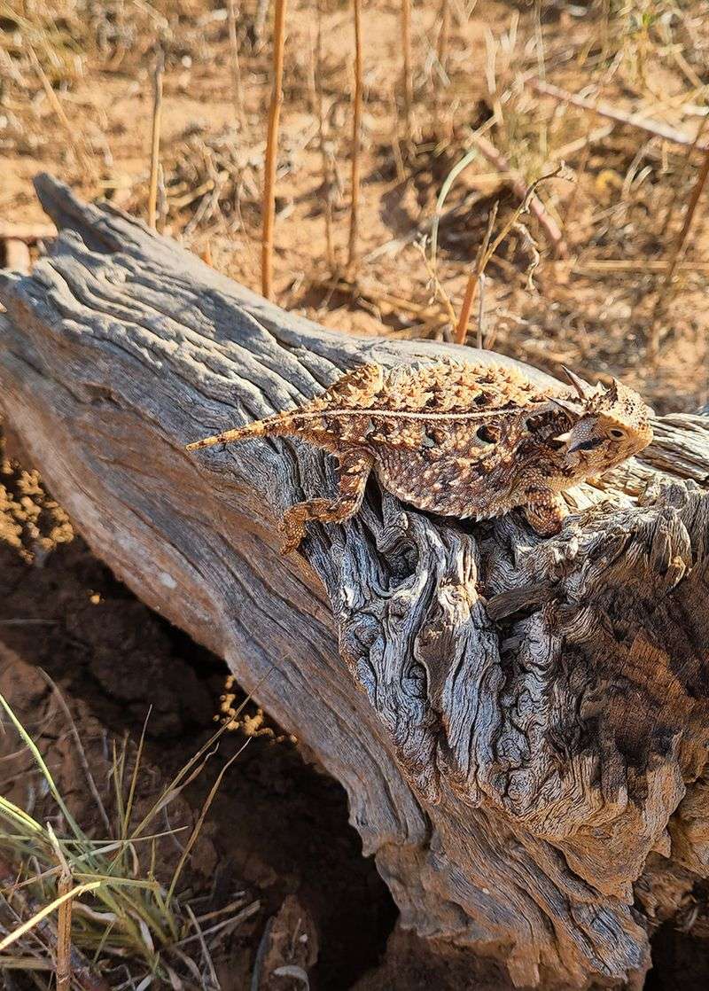 Your Yard May Have The Open Habitat They Need Your Yard May Have The Open Habitat They Need