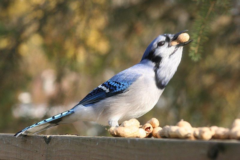 Your Yard May Offer Acorns Or Other Nuts