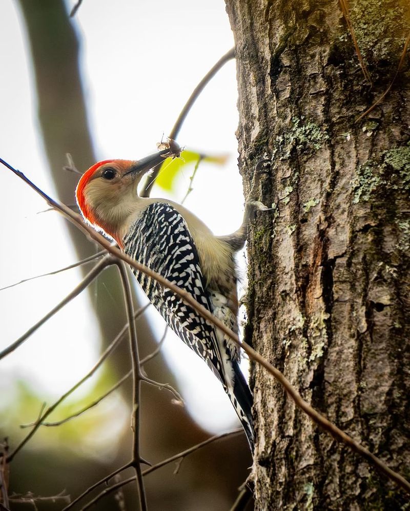 Your Yard May Offer Insects Fruit Or Nuts
