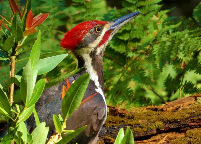 Your Yard May Offer More Natural Food Than You Realize