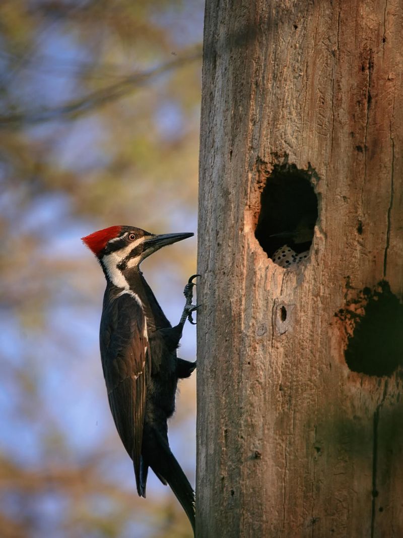 Your Yard May Offer Nesting Cavities Your Yard May Offer Nesting Cavities