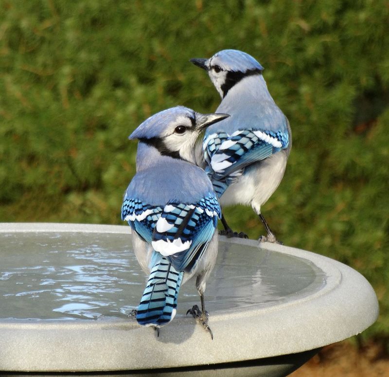 Your Yard May Offer Water And Relief From The Heat