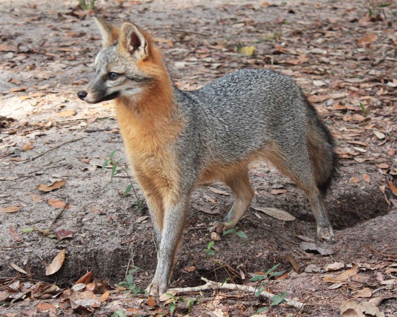 Your Yard May Sit On A Nighttime Wildlife Route