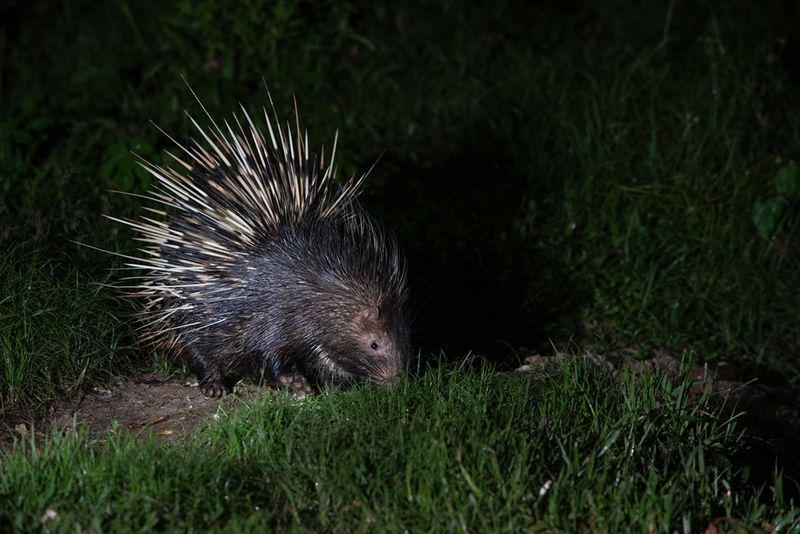 Your Yard Offers Quiet Nighttime Cover Your Yard Offers Quiet Nighttime Cover