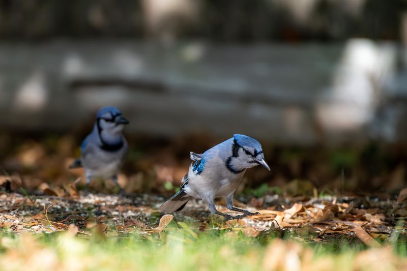 Your Yard Offers Suitable Year-Round Habitat Your Yard Offers Suitable Year-Round Habitat