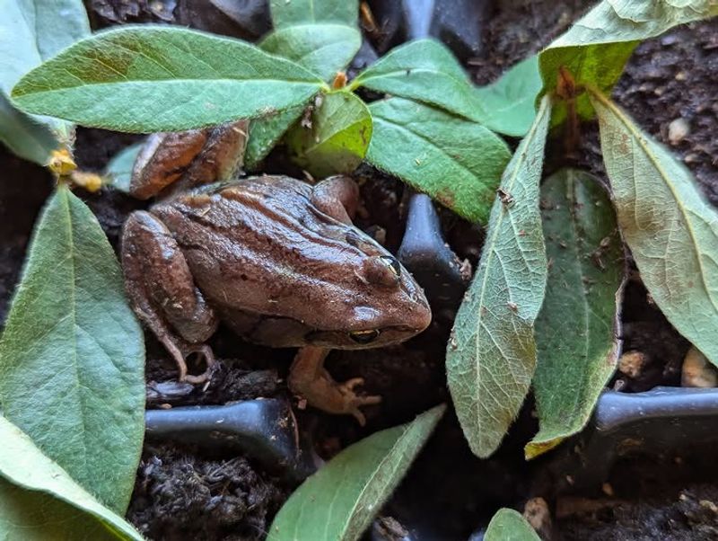 Your Yard Provides Ideal Toad Habitat Your Yard Provides Ideal Toad Habitat