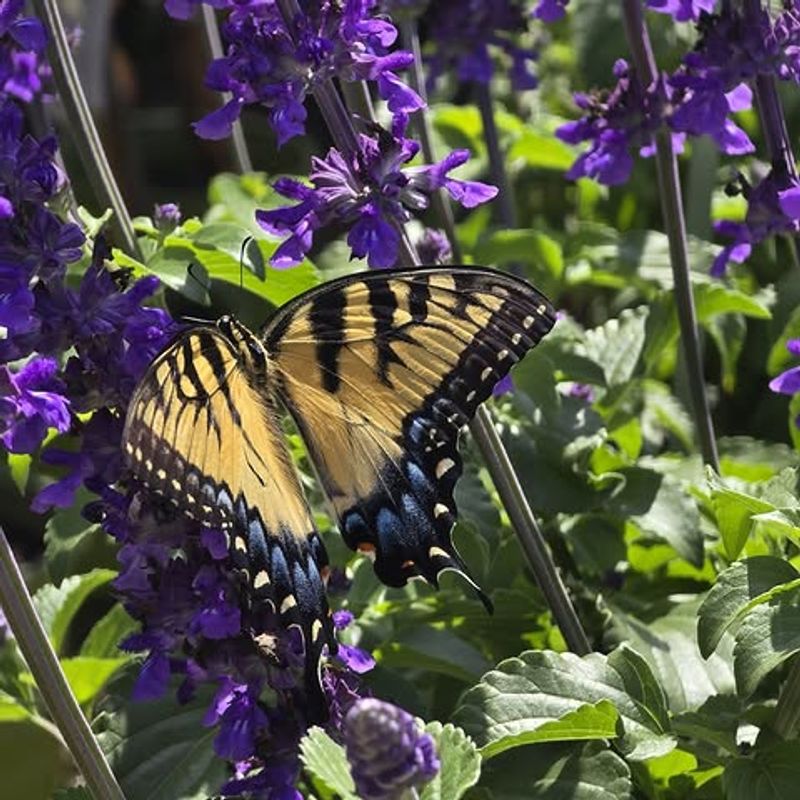 Your Yard Resembles Its Preferred Habitat