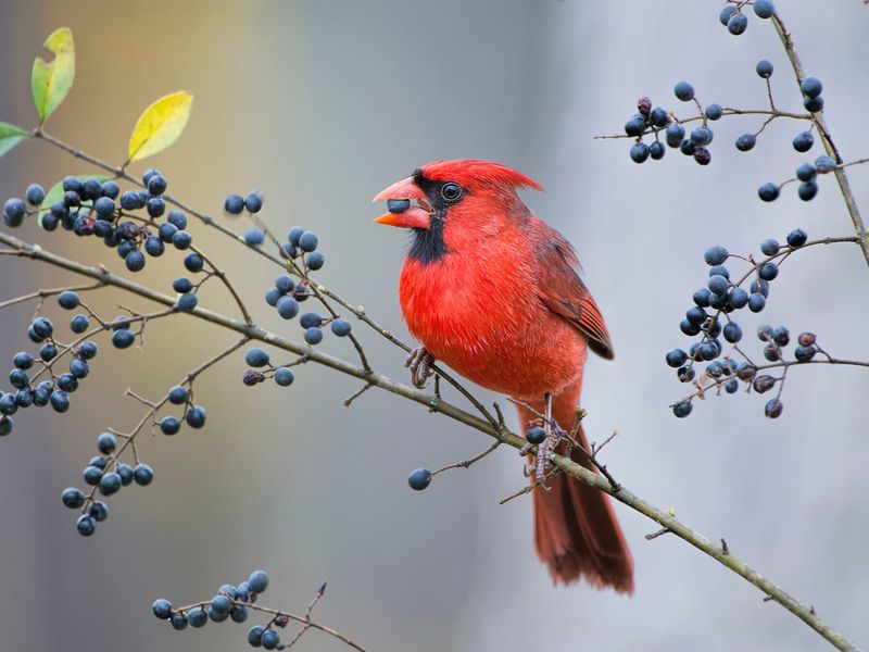 Your Yard Still Contains Food During Stressful Conditions
