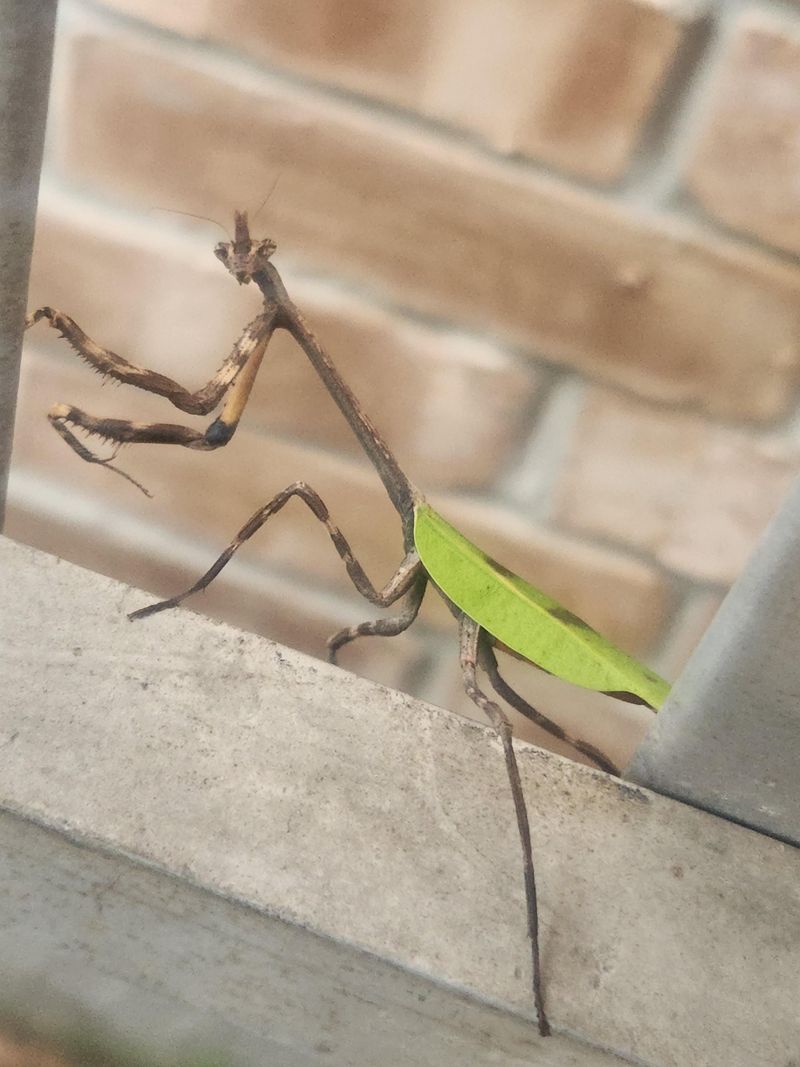 Your Yard Supports A Healthy Insect Population Your Yard Supports A Healthy Insect Population