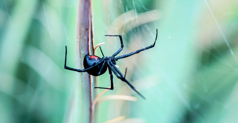You’re Probably Missing These 8 Black Widow Hiding Spots In Your Illinois Yard