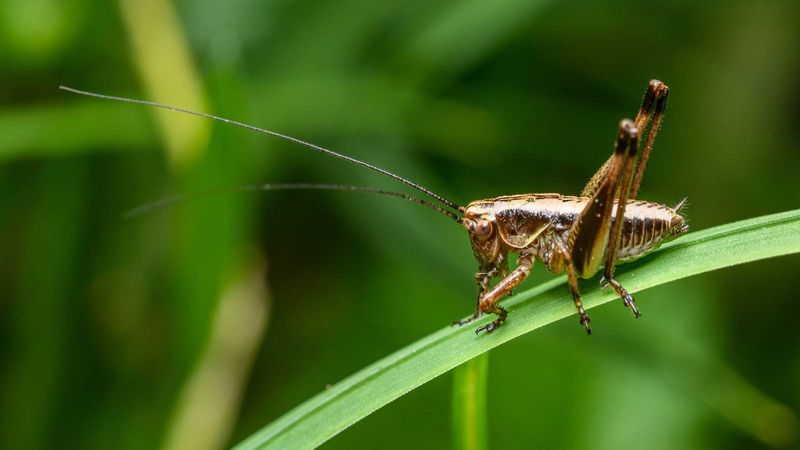 You're Seeing More Crickets, Roaches, Beetles, Or Spiders You're Seeing More Crickets, Roaches, Beetles, Or Spiders