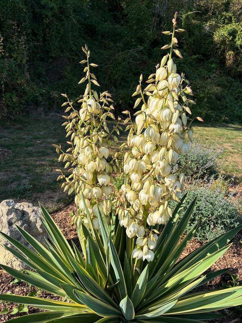 Yucca Grows Better Without Rich Garden Beds Yucca Grows Better Without Rich Garden Beds