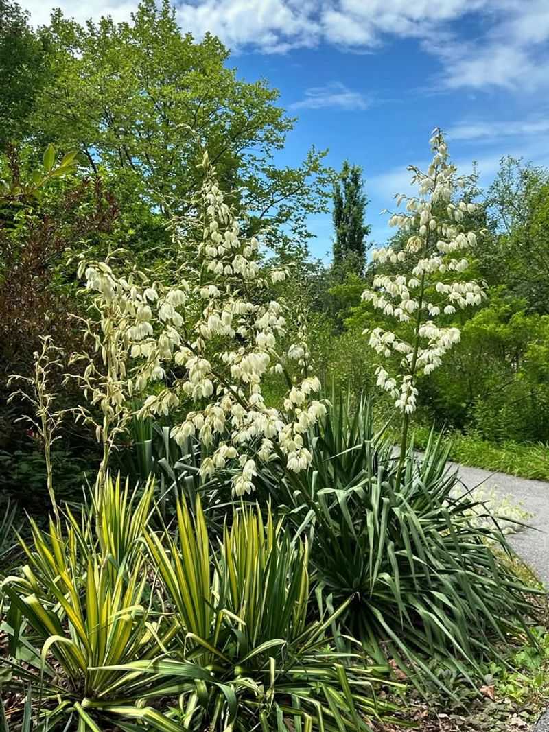 Yucca Yucca