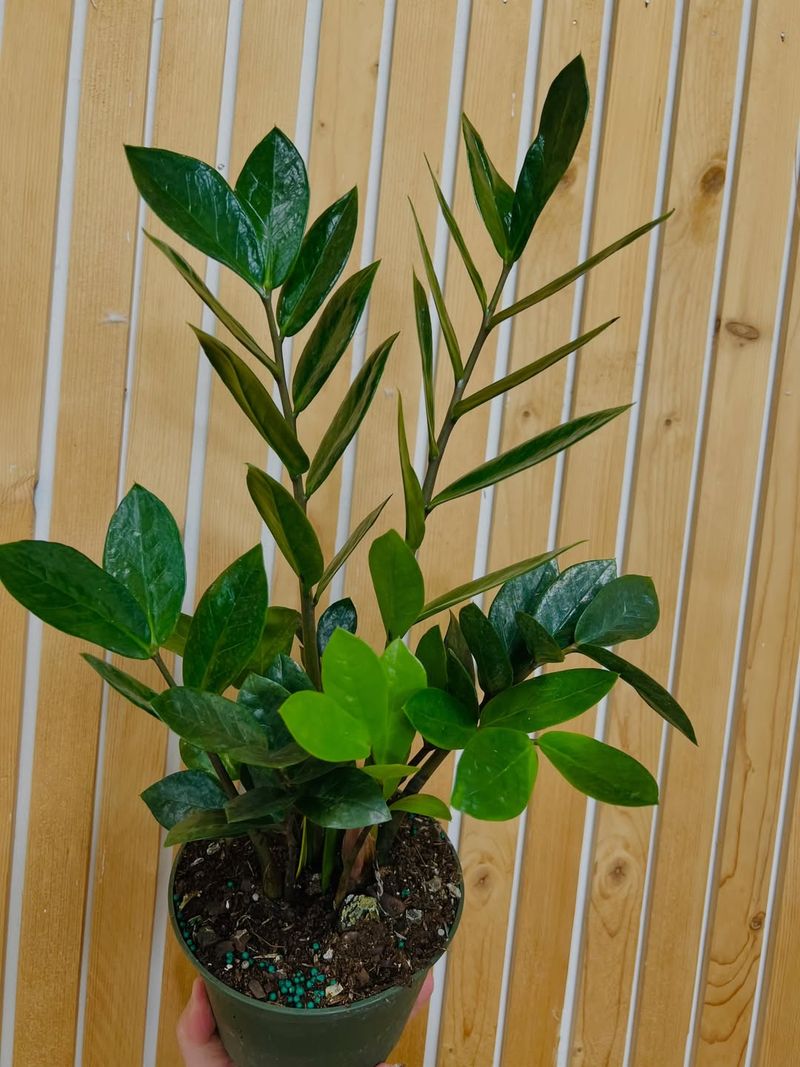 ZZ Plant Handles Tight Quarters ZZ Plant Handles Tight Quarters