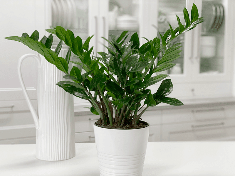 ZZ Plant Handles Very Low Light ZZ Plant Handles Very Low Light