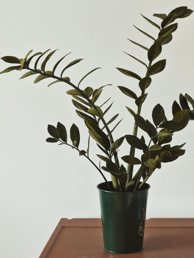 ZZ Plants Need Very Little Water To Stay Healthy
