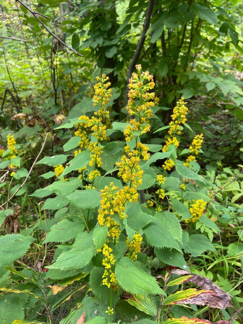 Zigzag Goldenrod Brightens Woodland Edges Zigzag Goldenrod Brightens Woodland Edges