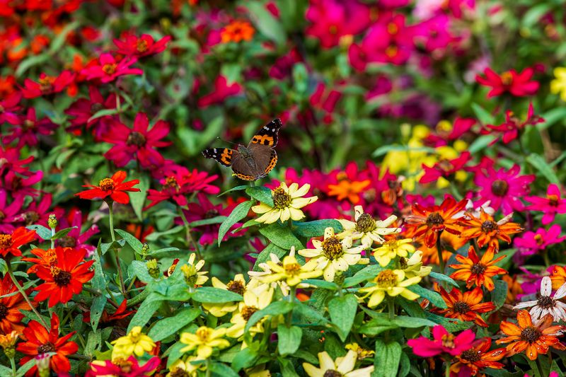 Zinnia Zinnia
