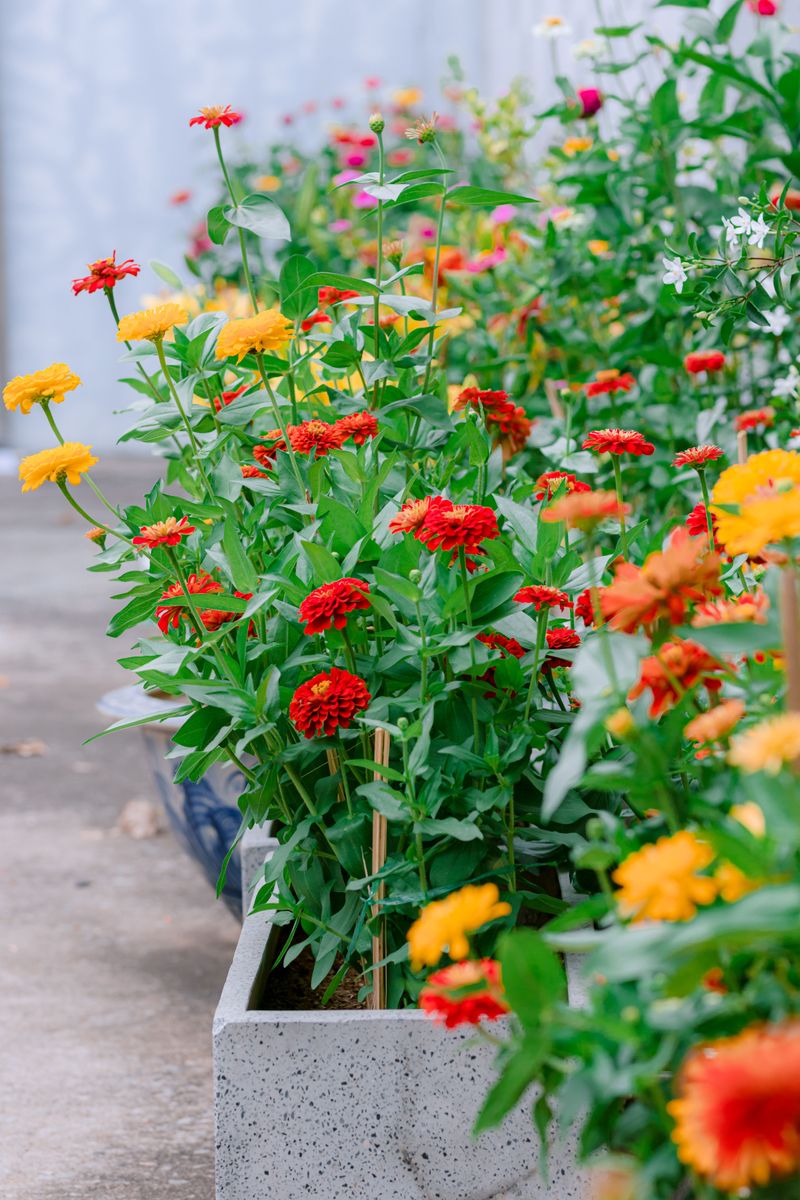 Zinnia