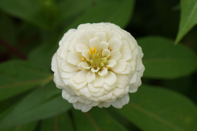 Zinnia ('Profusion Double White Improved') Zinnia ('Profusion Double White Improved')