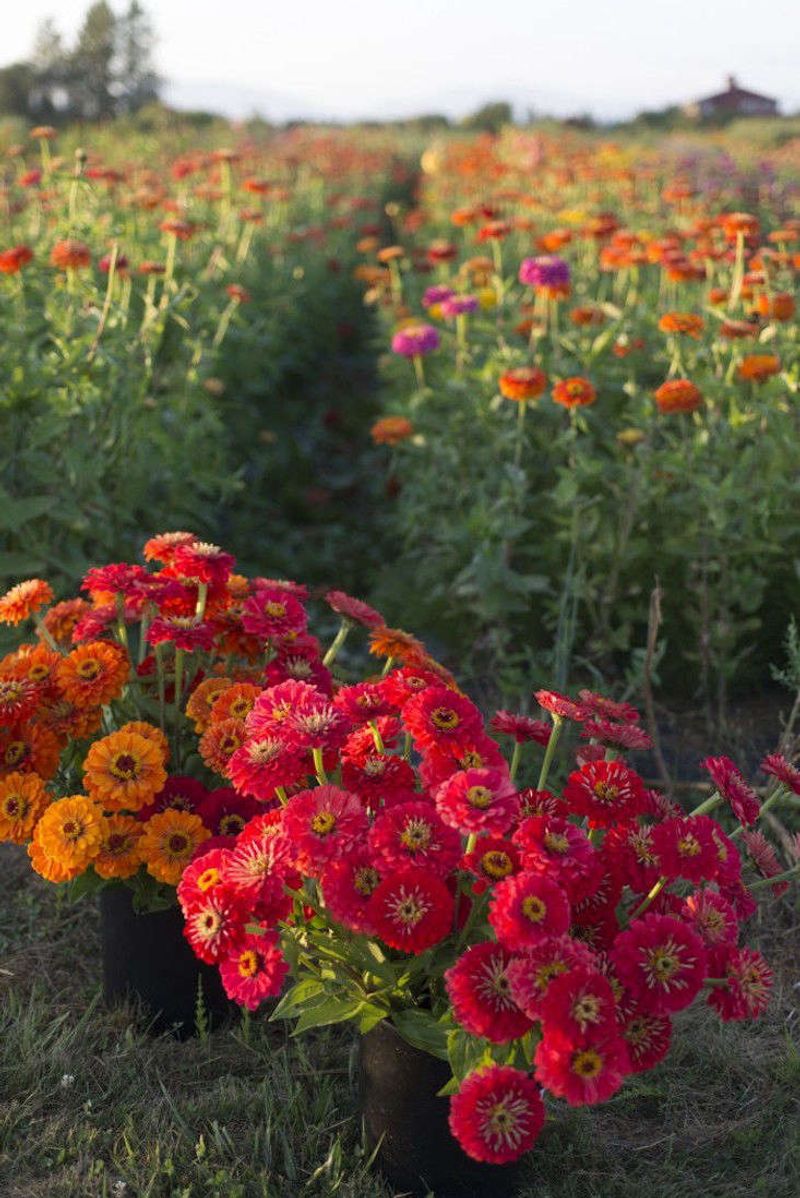 Zinnia Turns A Seed Packet Into A Bouquet Machine Zinnia Turns A Seed Packet Into A Bouquet Machine