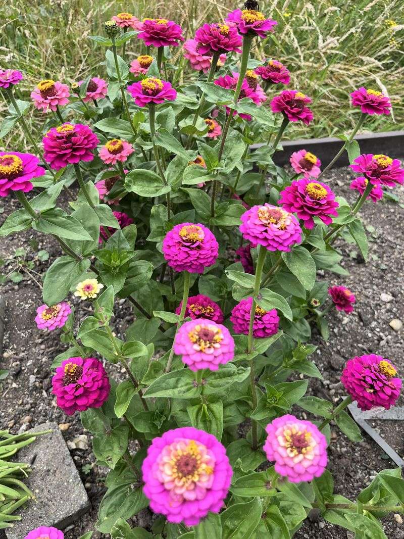 Zinnias And Dusty Miller Pop From The Street