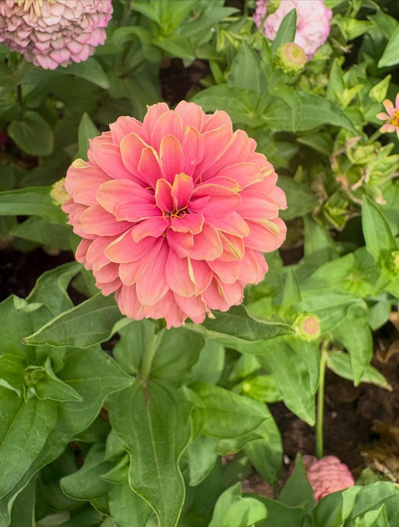 Zinnias Fill The Garden With Late Summer Color Zinnias Fill The Garden With Late Summer Color