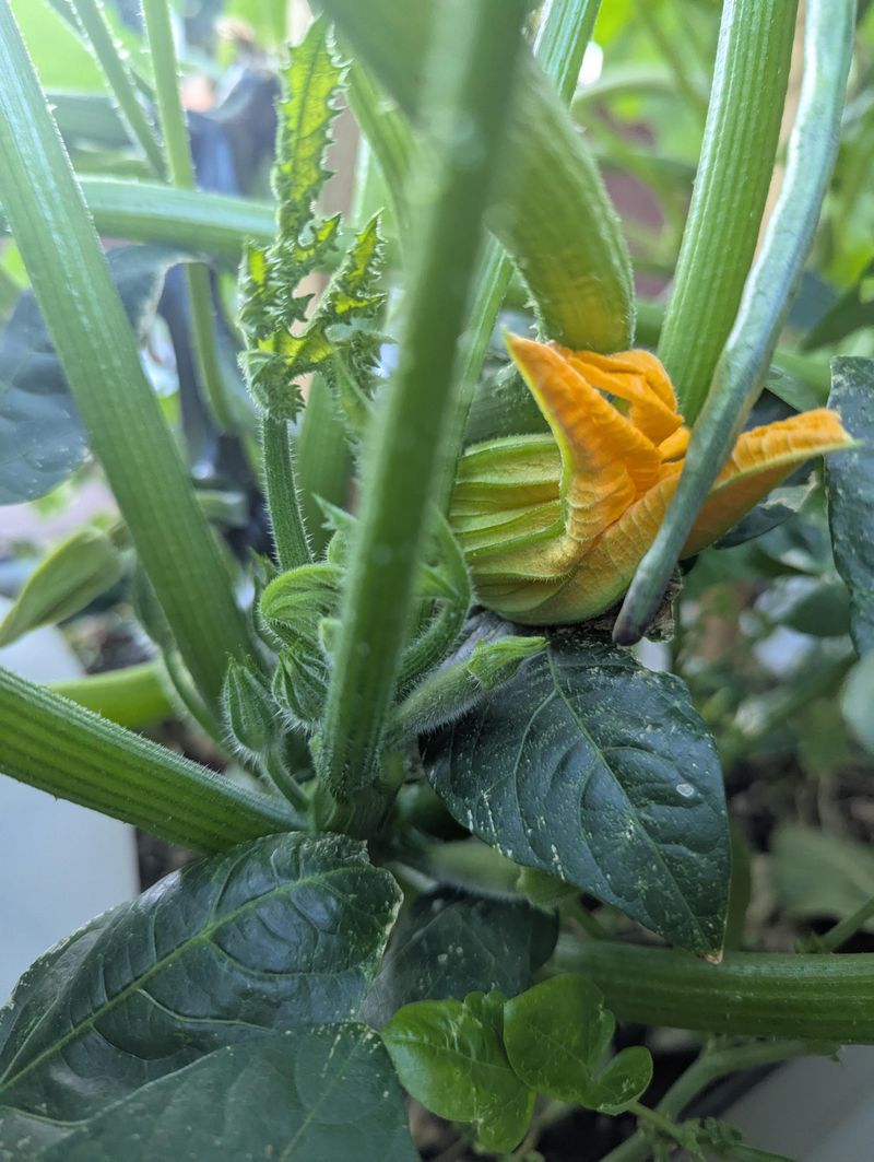 Zucchini Needs Pollination, Not More Fertilizer