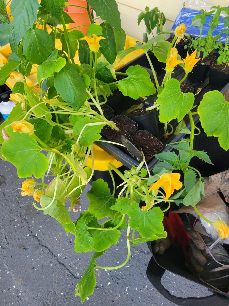 Zucchini Starts Can Replace Tired Plants Zucchini Starts Can Replace Tired Plants