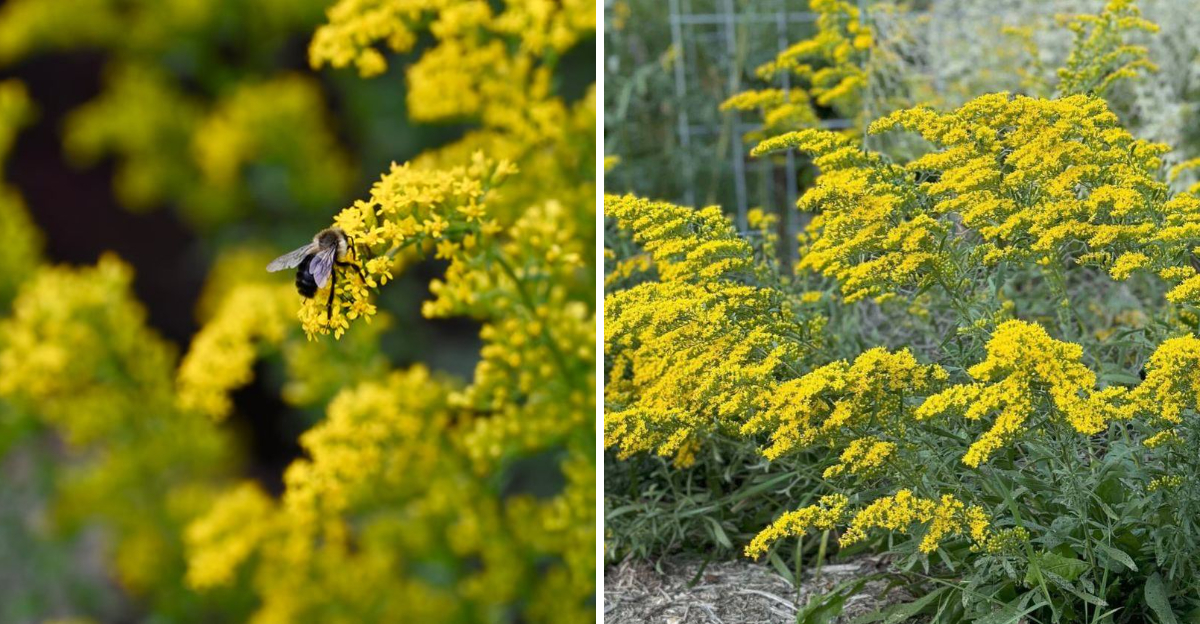bee on gray goldenrod and golendrod