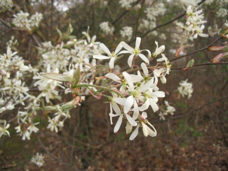 Your Bradford Pear Is Already Reseeding Across North Carolina, So Plant This Native That Stays Put