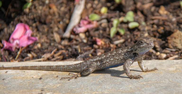 What It Really Means When Western Fence Lizards Take Over Your California Yard This Summer