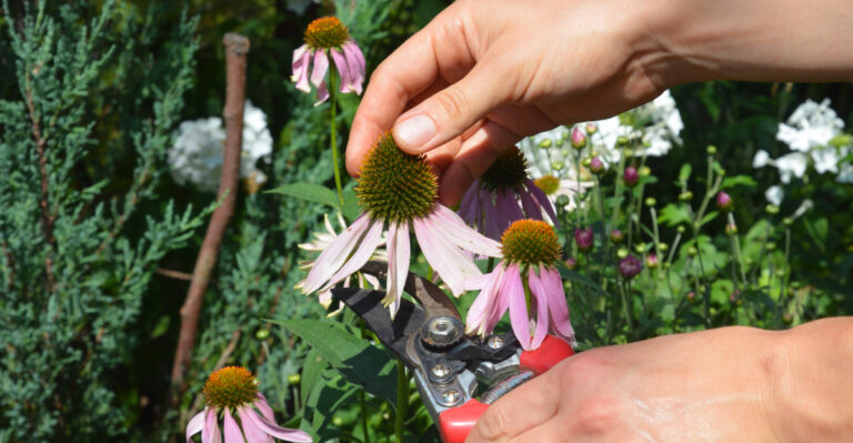 The August Pruning Mistake That Stops Ohio Perennials From Returning Strong Next Year