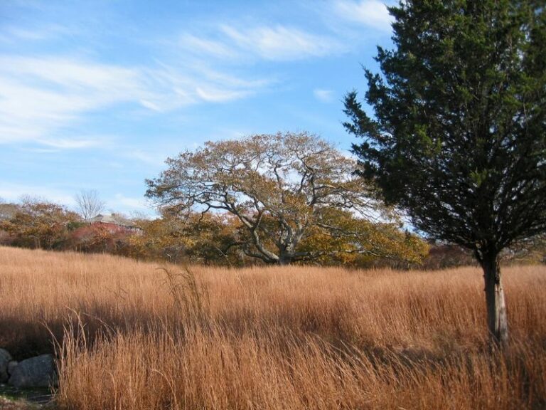 The Most Underrated North Carolina Native That Fills A Dry Slope Better Than Anything At The Nursery
