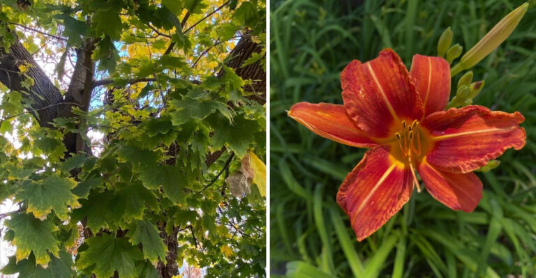 norway maple and daylily