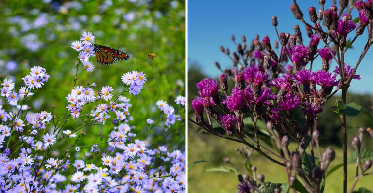 7 Native Michigan Perennials That Work Better Than Peonies For Long-Season Blooms