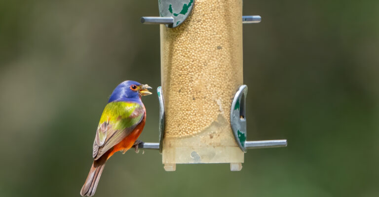 Why Painted Buntings Aren’t Showing Up In Your Mississippi Yard And What Finally Gets Their Attention