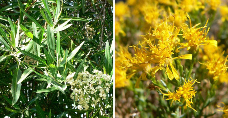The Arizona Native Shrubs That Are Best Planted In Early September