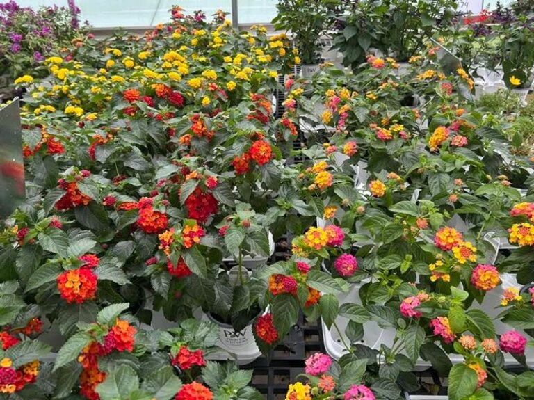 North Carolina Gardeners Who Do One Thing In July Get Way More Lantana Color Into Fall