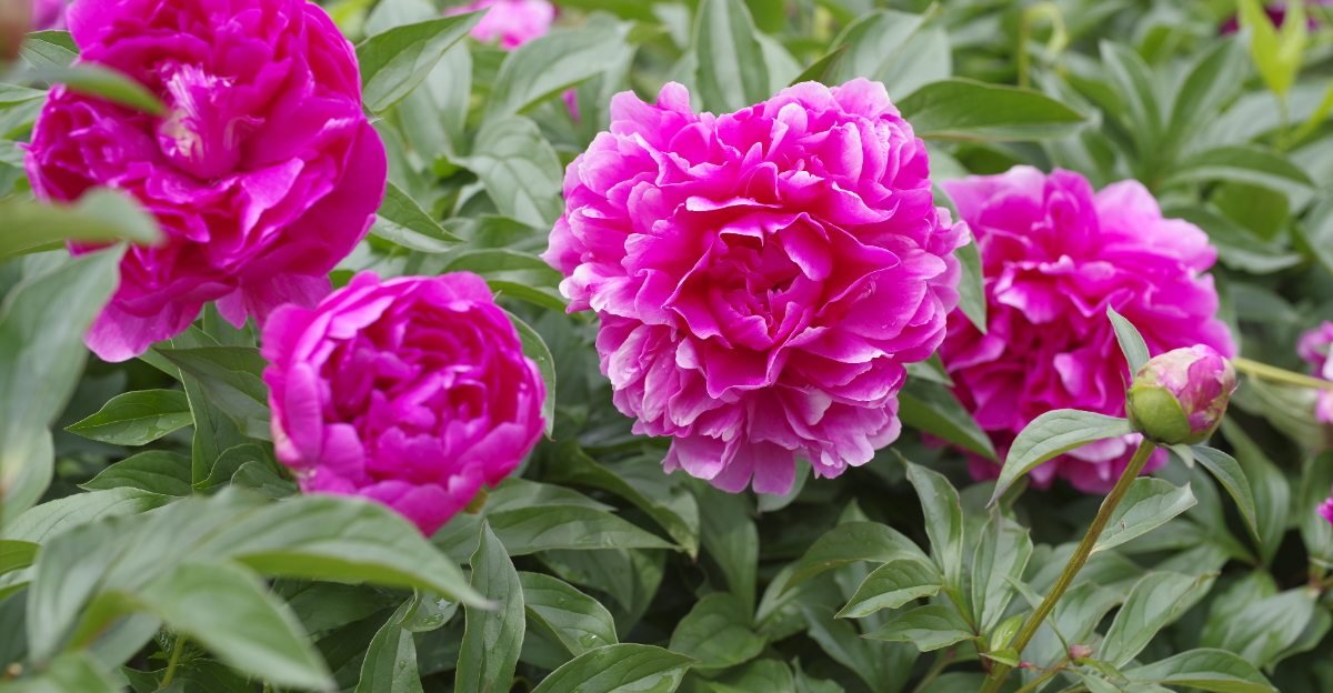 peony plant (featured image)