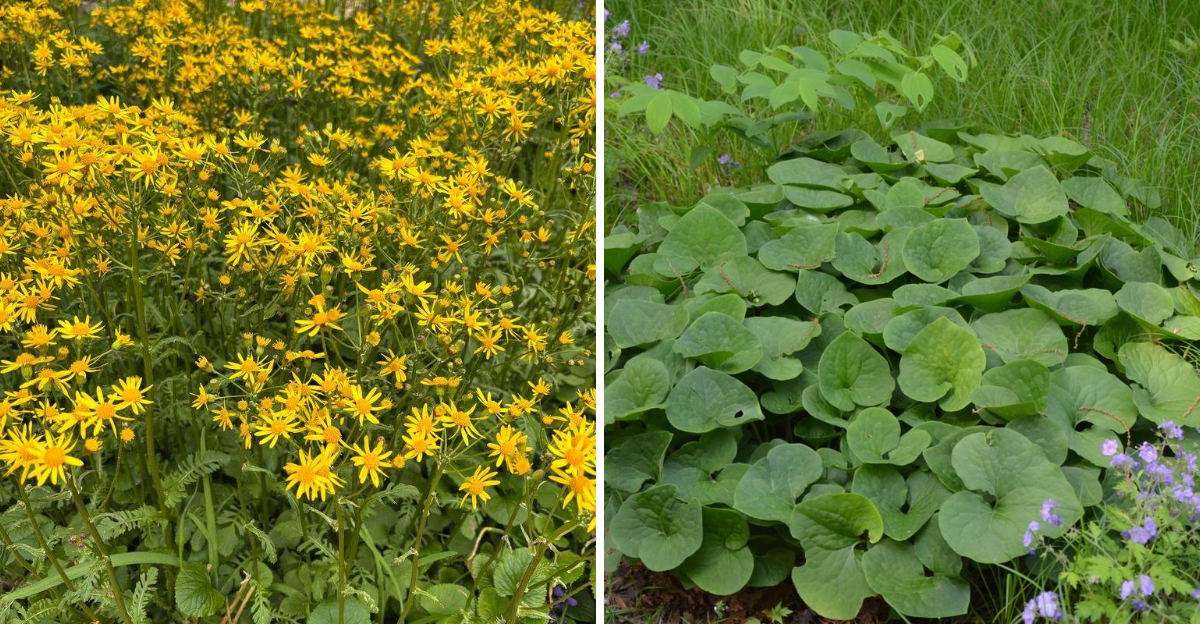 golden ragwort and wild ginger